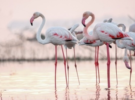 Wordt wie kan staan als een flamingo gezond ouder?