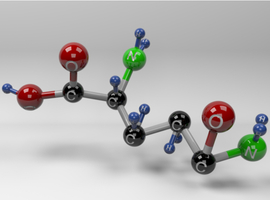 L-glutamine, acide aminé multifonctionnel