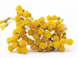 De Italiaanse helichrysum