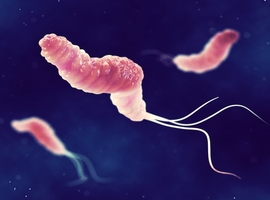 Helicobacter pylori, moteur de la polyarthrite rhumatoïde?