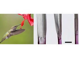 Un dispositif inspiré des colibris pour faciliter les tests sanguins sans équipement