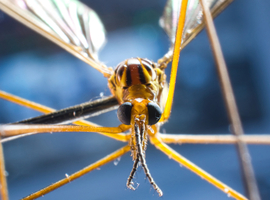Instituut voor Tropische Geneeskunde neemt zwaarbeveiligd insectarium in gebruik