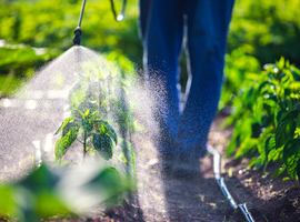 Huissteekmug wordt erg resistent tegen insecticiden (studie ITG)