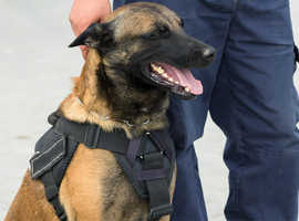 Honden sporen coronavirus op bij voetbalploegen