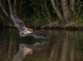 La Nuit européenne des chauves-souris organisée en Wallonie et à Bruxelles fin août