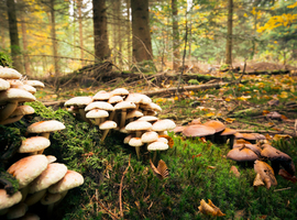 Saison des champignons: le Centre Antipoisons rappelle les mesures de prudence