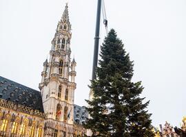 Kerstboom uit Sint-Katelijne Waver siert tot 4 januari Grote Markt van Brussel