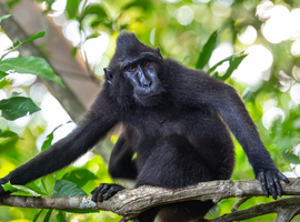 En Chine, des scientifiques implantent à des singes un gène du cerveau humain