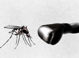 Malaria: studie over gebruik van muskietennetten in prille kindertijd en overleving op volwassen leeftijd
