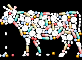 Antibioticaresistentie door dierenvoeder in de veehouderij