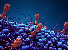 Eerste resultaten behandeling infecties met bacteriofaagtherapie in UZ Leuven veelbelovend