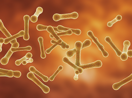 Diphtérie chez les migrants en Europe occidentale