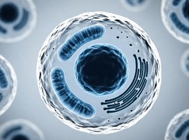 Le Laboratoire SYMBIOSE  ouvre la voie à une « mécanomédecine » (UMons)