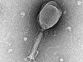 AI creëert voor het eerst virussen die niet in natuur voorkomen