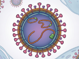 Hantavirus : ce que le clinicien doit retenir