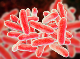 Elf mensen opgenomen in ziekenhuis na bemetting met legionella in regio Evergem 