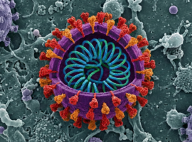 Virus Nipah : nouvelle flambée en Inde, vigilance mondiale et absence de traitement spécifique