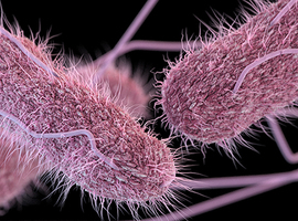 Salmonella - FAVV trekt toelating fabriek Aarlen in