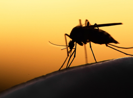 La Belgique, un acteur majeur dans la lutte contre le paludisme