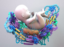 Le rôle du microbiome vaginal maternel sur celui du nouveau-né remis en question