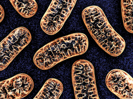 Uw gezondheidskapitaal hangt af van uw mitochondrions