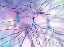 Nieuw onderzoek toont hoe zenuwcellen in ruggenmerg kunnen leren en onthouden