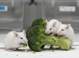 La consommation de brocoli modifie le microbiote de souris nourries avec un régime alimentaire exclusivement occidental