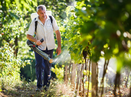 De effecten van pesticiden in de wijnbouw… Pediatrische leukemie en herziening van de gegevens