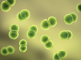 Les cas d'infection aux pneumocoques ont atteint un record l'an dernier