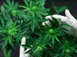 Cannabis médical: une opportunité d’investissement?