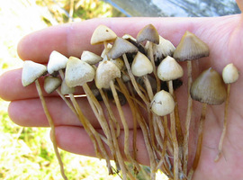 Une première étude clinique belge sur un traitement à base de champignons hallucinogènes