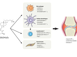 Les effets immunologiques  de la vitamine D