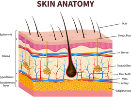 De huid: een orgaan op zich dat moet worden beschermd!