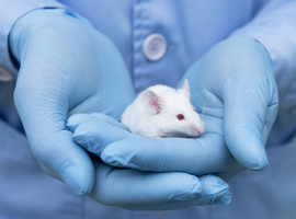 Expérimentation animale: et si nous devions faire sans?