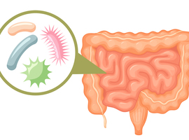 Rôle de certains additifs alimentaires sur le microbiote