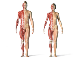 Transgenralité: des os et des muscles…