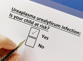 Ureaplasma urealyticum, Mycoplasma hominis en Chlamydia trachomatis: zeer frequent, ook bij patiënten zonder symptomen