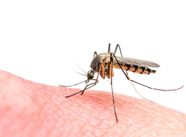 Voor het eerst zikavirus geregistreerd dat in Europa overgedragen werd