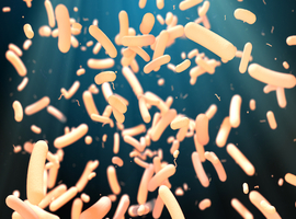 Une bactérie intestinale encore non identifiée découverte à l'UCLouvain
