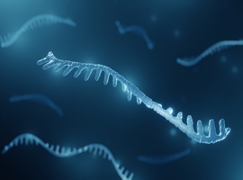 Welk rol voor microRNA in de klinische kenmerken van osteogenesis imperfecta?