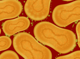 Des chercheurs de l'IMT découvrent que le Mpox est contagieux 4 jours avant les symptômes