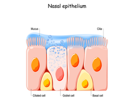 Le rôle clé de l’épithélium dans les affections inflammatoires chroniques des voies respiratoires supérieures