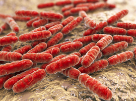Het ‘leaky gut syndrome’ of een doorlaatbare darm zou verbeteren met Lactobacillus acidophilus