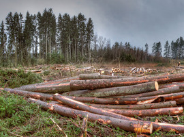 La nature disparaît 