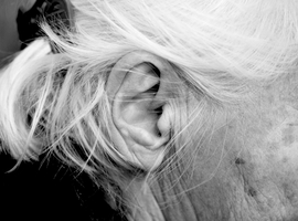 Cochleair implantaat behoedt ouderen voor dementie (UZA, UA)