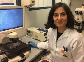 Alzheimer : des chercheurs belges cultivent des mini-cerveaux in vitro