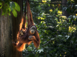 Un orang-outan se soigne avec un pansement végétal