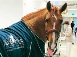 Paard troost palliatieve patiënten (video)