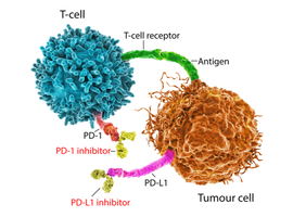 PD-L1-expressie in de tumor voorspelt de respons op checkpointremmers