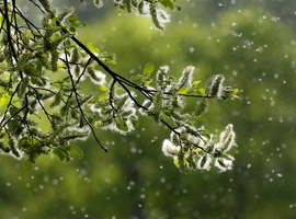 Allergies et surveillance des pollens en Belgique: l’impact du changement climatique et des progrès technologiques